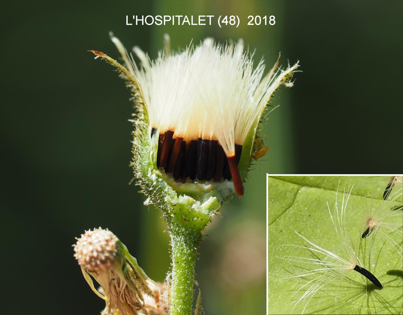 Hawkweed, Wall fruit